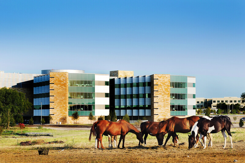 Horses in front of building