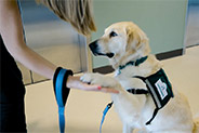 dog helps patients recover