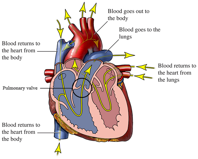 blood flow of a healthy heart with pulmonary valve circled
