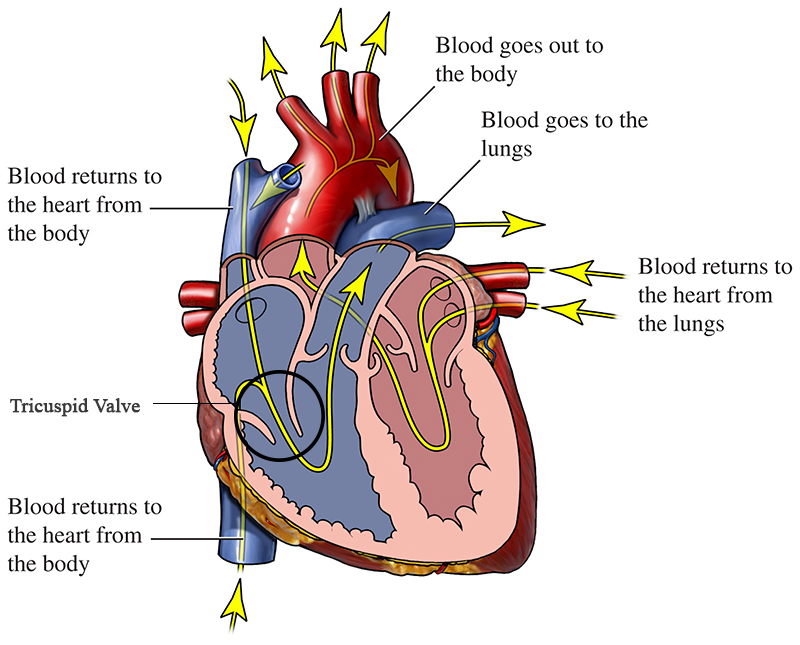 blood flow of a healthy heart with tricuspid valve highlighted
