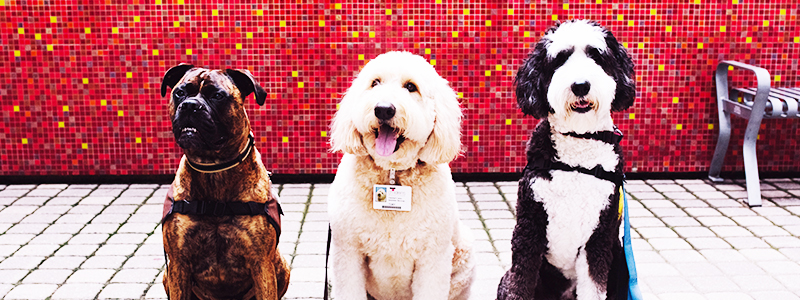 Volunteer Therapy Dogs - Dog Days of Summer - Children's Health