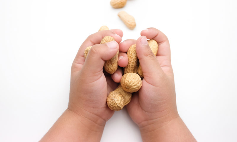 Child's hands holding peanuts